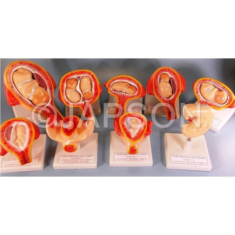 Human Embryo Development Set Human Embryo Development Set